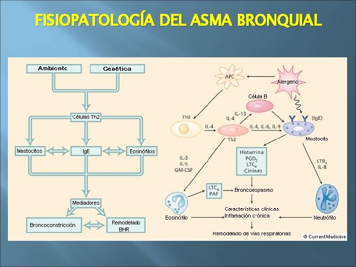 FISIOPATOLOGÍA DEL ASMA BRONQUIAL 
