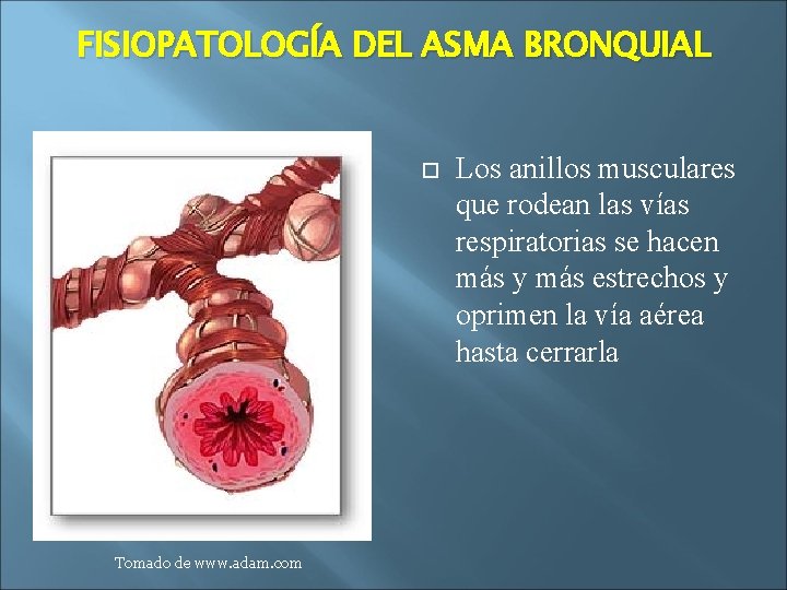 FISIOPATOLOGÍA DEL ASMA BRONQUIAL Tomado de www. adam. com Los anillos musculares que rodean