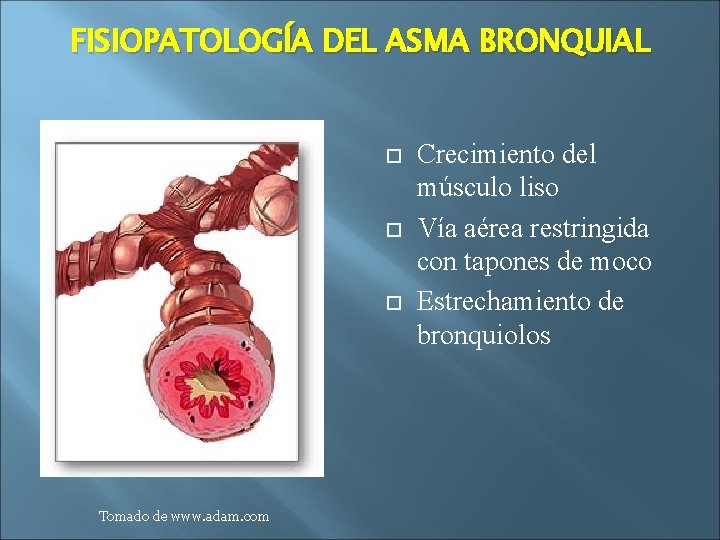 FISIOPATOLOGÍA DEL ASMA BRONQUIAL Tomado de www. adam. com Crecimiento del músculo liso Vía