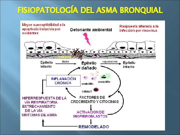 FISIOPATOLOGÍA DEL ASMA BRONQUIAL 