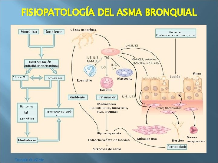 FISIOPATOLOGÍA DEL ASMA BRONQUIAL Tomado de AZAir 