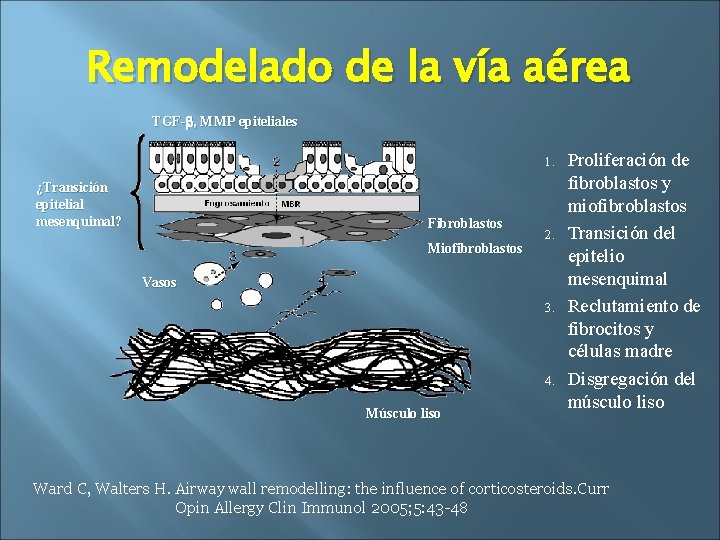 Remodelado de la vía aérea TGF-b, MMP epiteliales 1. ¿Transición epitelial mesenquimal? Fibroblastos Miofibroblastos
