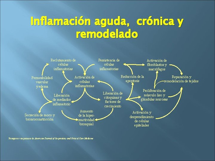 Inflamación aguda, crónica y remodelado Reclutamiento de células inflamatorias Persistencia de células inflamatorias Activación