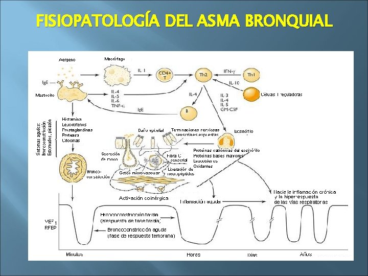 FISIOPATOLOGÍA DEL ASMA BRONQUIAL 
