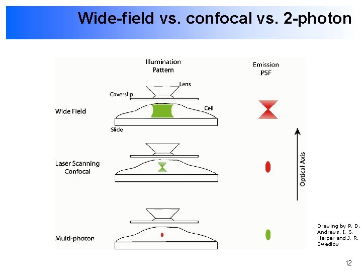 Wide-field vs. confocal vs. 2 -photon Drawing by P. D. Andrews, I. S. Harper