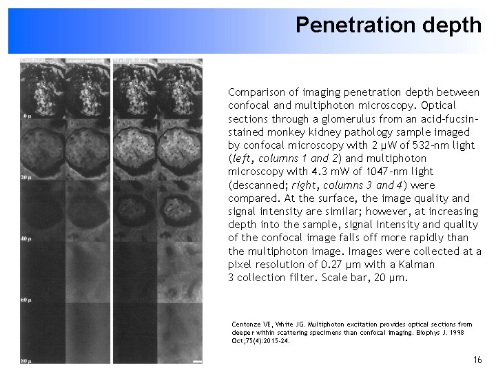 Penetration depth Comparison of imaging penetration depth between confocal and multiphoton microscopy. Optical sections