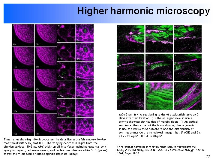 Higher harmonic microscopy Time series showing mitosis processes inside a live zebrafish embryo in