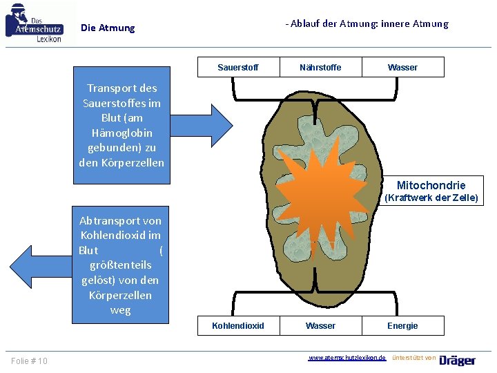 - Ablauf der Atmung: innere Atmung Die Atmung Sauerstoff Nährstoffe Wasser Transport des Sauerstoffes