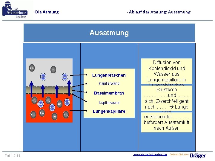 - Ablauf der Atmung: Ausatmung Die Atmung Ausatmung CO 2 H 2 O Lungenbläschen