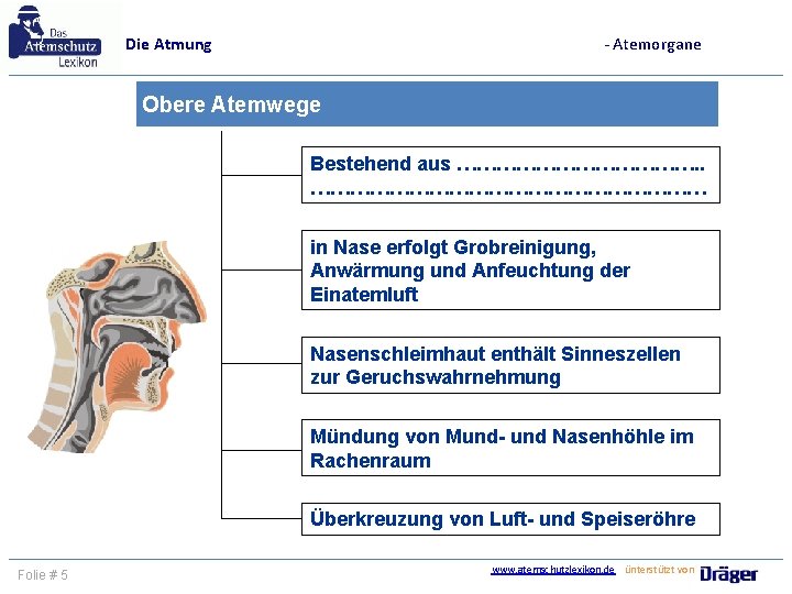 - Atemorgane Die Atmung Obere Atemwege Bestehend aus ………………. . ………………………… in Nase erfolgt