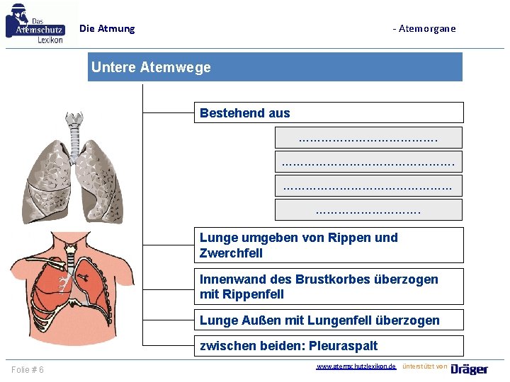 Die Atmung - Atemorgane Untere Atemwege Bestehend aus ………………………………. Lunge umgeben von Rippen und
