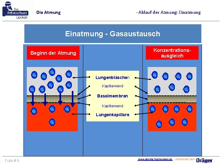 - Ablauf der Atmung: Einatmung Die Atmung Einatmung - Gasaustausch Konzentrationsausgleich Beginn der Atmung