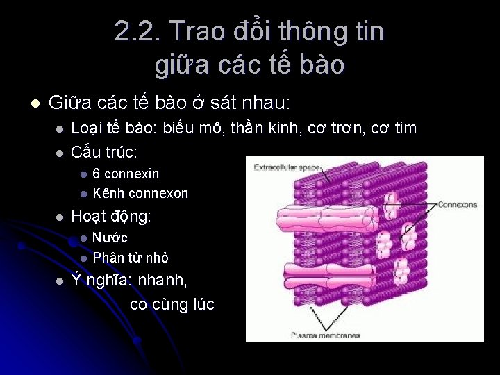 2. 2. Trao đổi thông tin giữa các tế bào l Giữa các tế