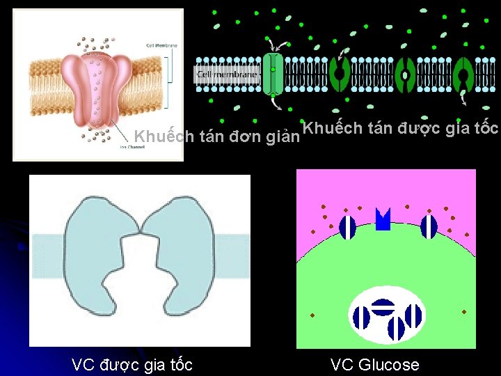 Khuếch tán đơn giản Khuếch tán được gia tốc VC Glucose 