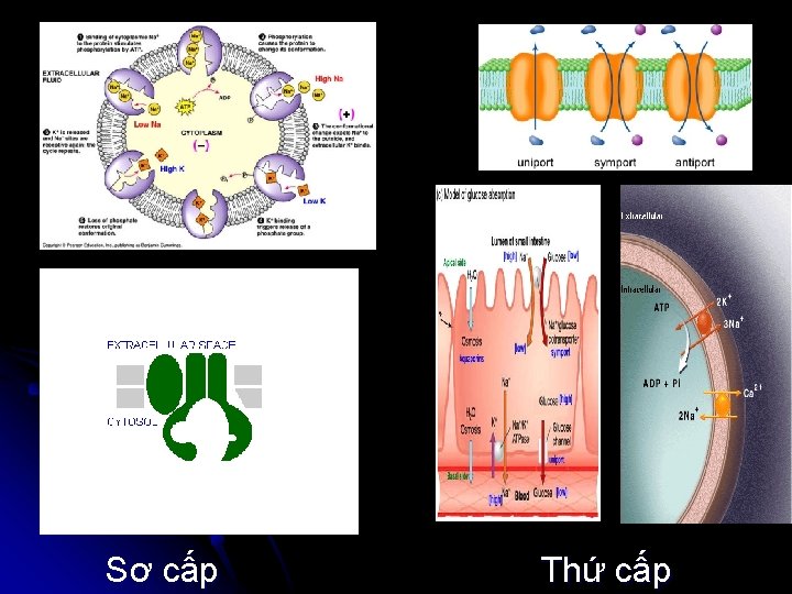 Sơ cấp Thứ cấp 