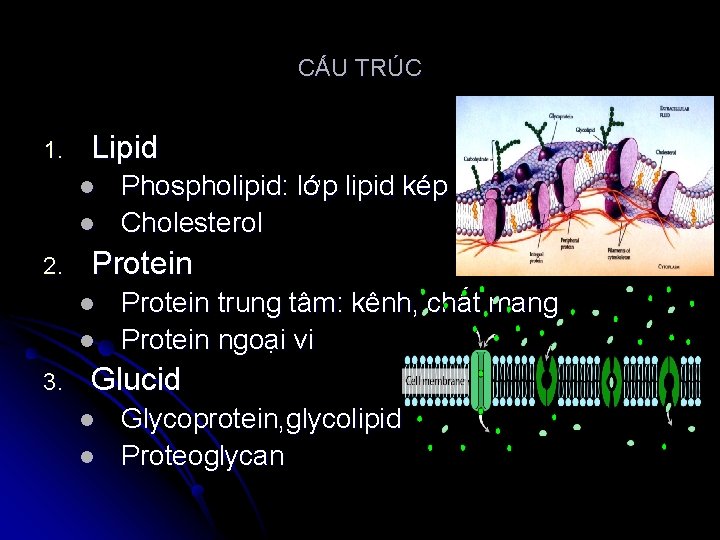 CẤU TRÚC 1. Lipid l l 2. Protein l l 3. Phospholipid: lớp lipid