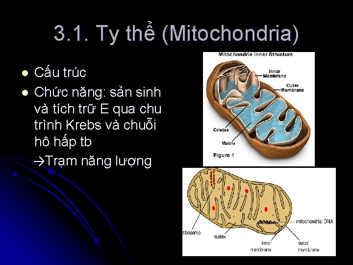 3. 1. Ty thể (Mitochondria) Cấu trúc l Chức năng: sản sinh và tích