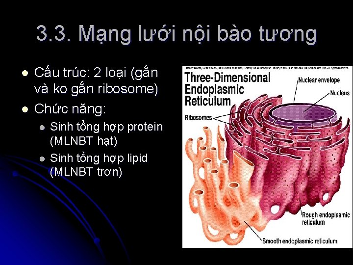 3. 3. Mạng lưới nội bào tương l l Cấu trúc: 2 loại (gắn