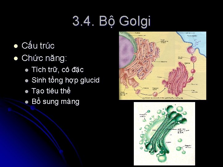 3. 4. Bộ Golgi l l Cấu trúc Chức năng: l l Tích trữ,