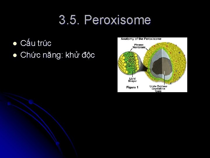 3. 5. Peroxisome l l Cấu trúc Chức năng: khử độc 