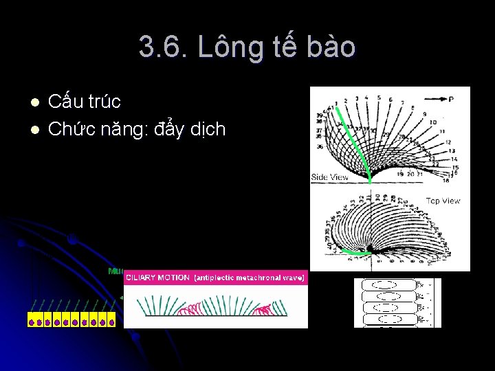 3. 6. Lông tế bào l l Cấu trúc Chức năng: đẩy dịch 