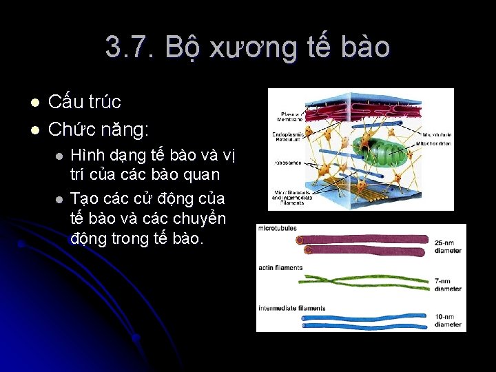 3. 7. Bộ xương tế bào l l Cấu trúc Chức năng: l l