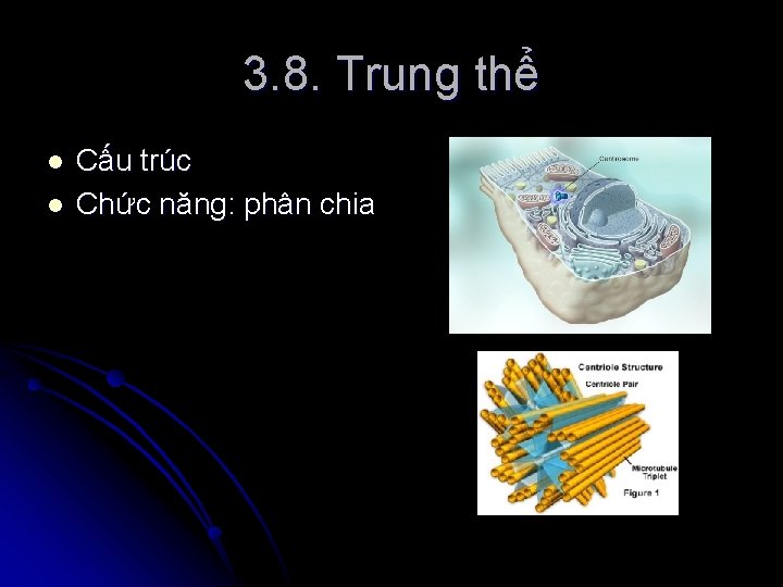 3. 8. Trung thể l l Cấu trúc Chức năng: phân chia 