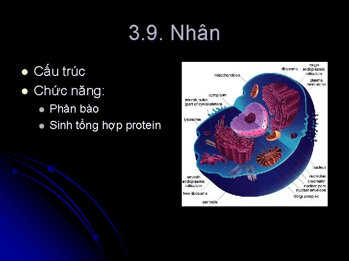 3. 9. Nhân l l Cấu trúc Chức năng: l l Phân bào Sinh