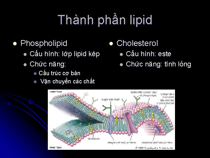 Thành phần lipid l Phospholipid l l Cấu hình: lớp lipid kép Chức năng: