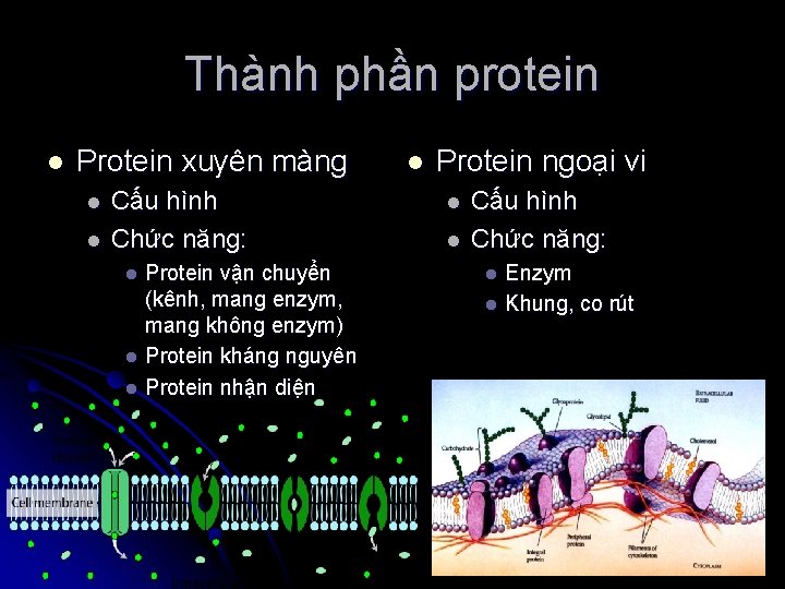 Thành phần protein l Protein xuyên màng l l Cấu hình Chức năng: Protein