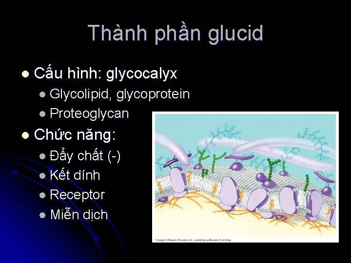 Thành phần glucid l Cấu hình: glycocalyx l Glycolipid, glycoprotein l Proteoglycan l Chức