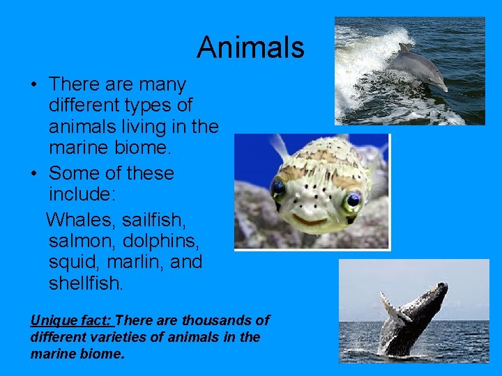 Animals • There are many different types of animals living in the marine biome.