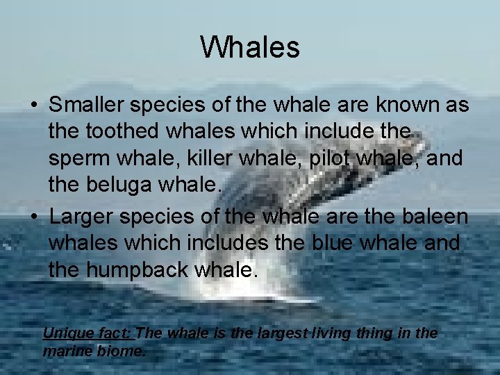 Whales • Smaller species of the whale are known as the toothed whales which