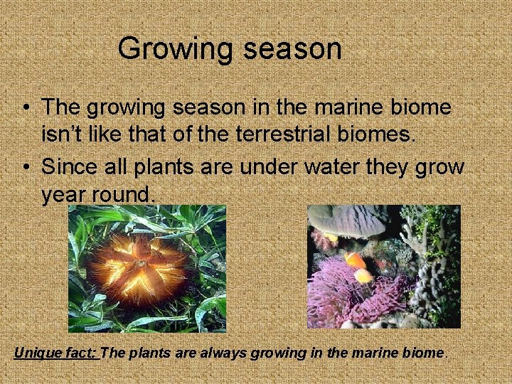 Growing season • The growing season in the marine biome isn’t like that of