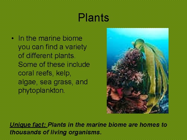 Plants • In the marine biome you can find a variety of different plants.