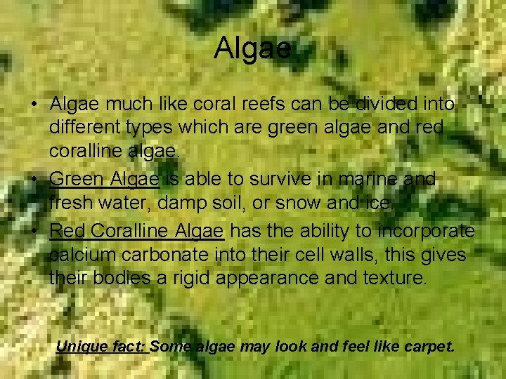 Algae • Algae much like coral reefs can be divided into different types which