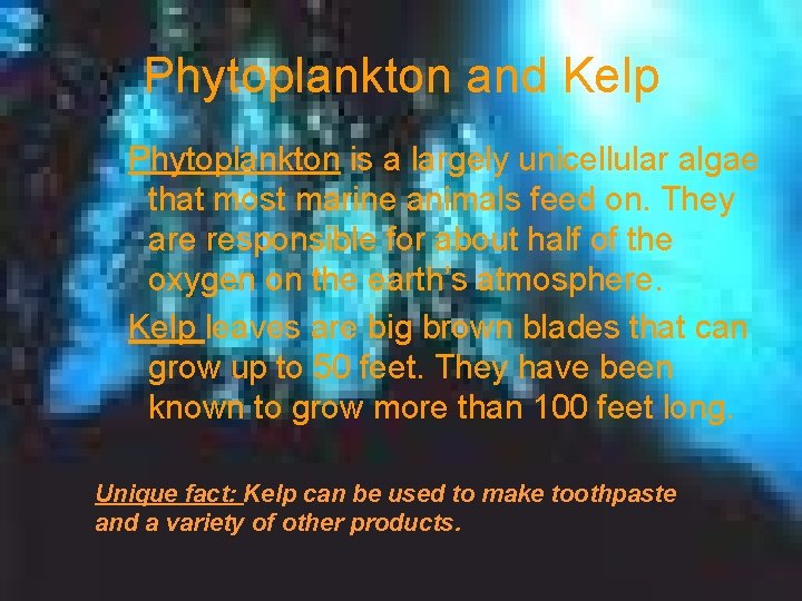 Phytoplankton and Kelp Phytoplankton is a largely unicellular algae that most marine animals feed