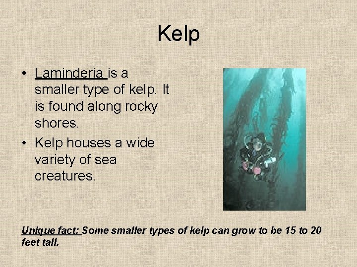 Kelp • Laminderia is a smaller type of kelp. It is found along rocky