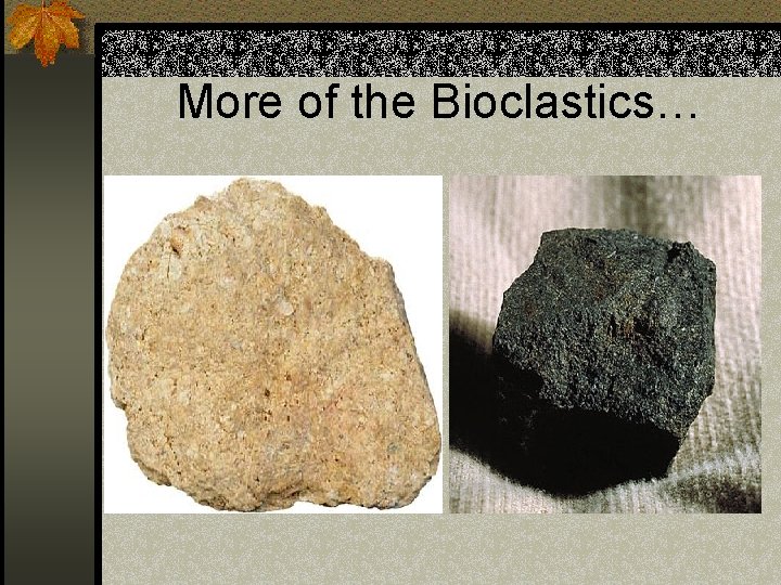 More of the Bioclastics… 