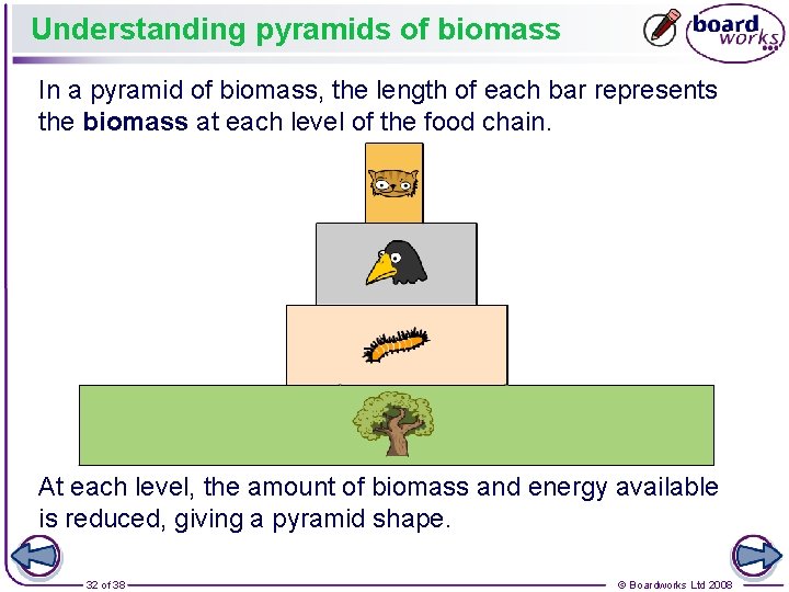 Understanding pyramids of biomass In a pyramid of biomass, the length of each bar