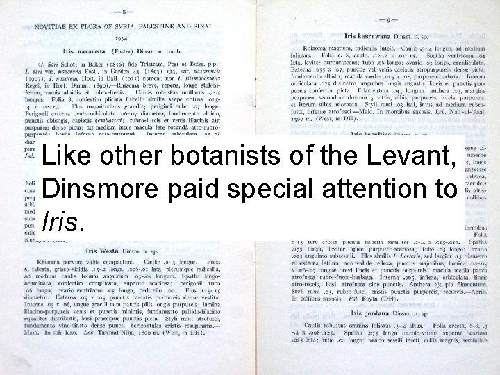 Like other botanists of the Levant, Dinsmore paid special attention to Iris. 