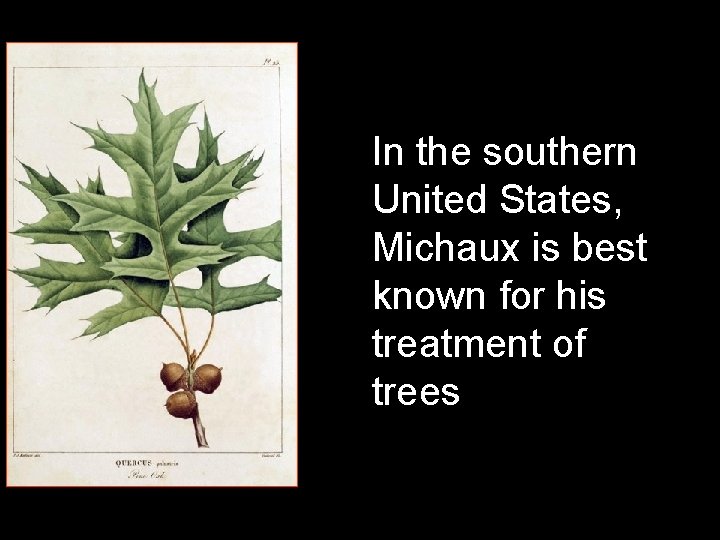 In the southern United States, Michaux is best known for his treatment of trees