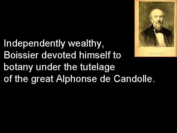 Independently wealthy, Boissier devoted himself to botany under the tutelage of the great Alphonse