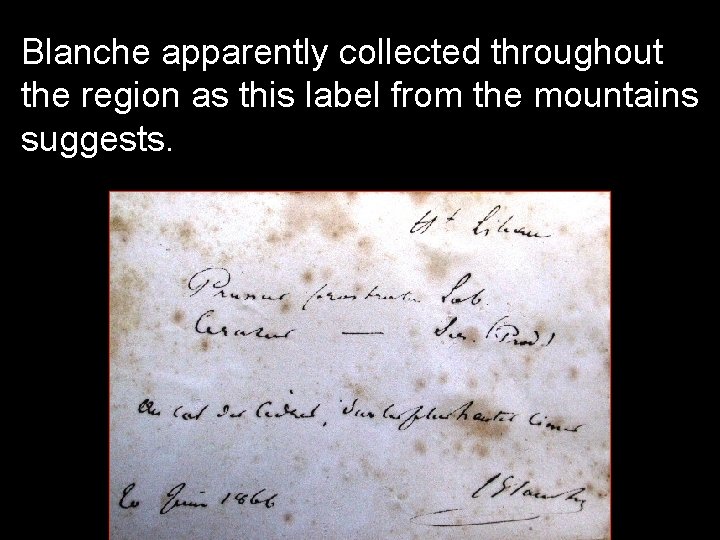 Blanche apparently collected throughout the region as this label from the mountains suggests. 