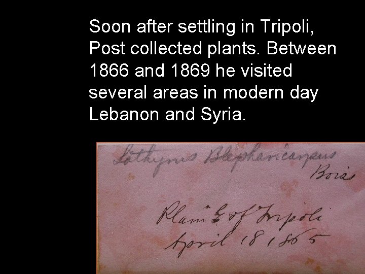 Soon after settling in Tripoli, Post collected plants. Between 1866 and 1869 he visited