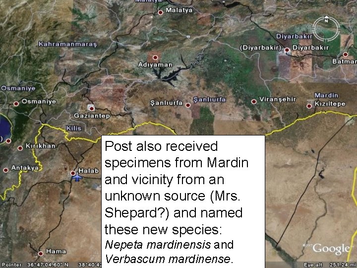 Post also received specimens from Mardin and vicinity from an unknown source (Mrs. Shepard?