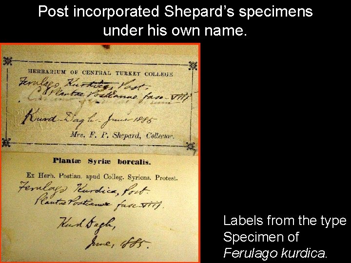 Post incorporated Shepard’s specimens under his own name. Labels from the type Specimen of