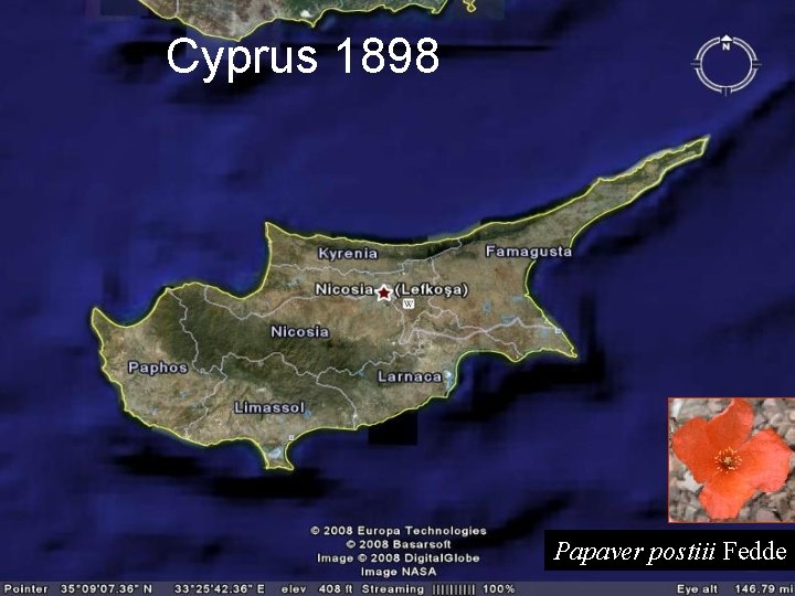 Cyprus 1898 Papaver postiii Fedde 