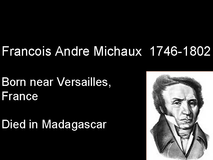 Francois Andre Michaux 1746 -1802 Born near Versailles, France Died in Madagascar 
