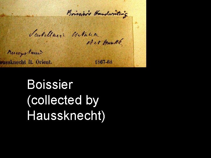 Boissier (collected by Haussknecht) 